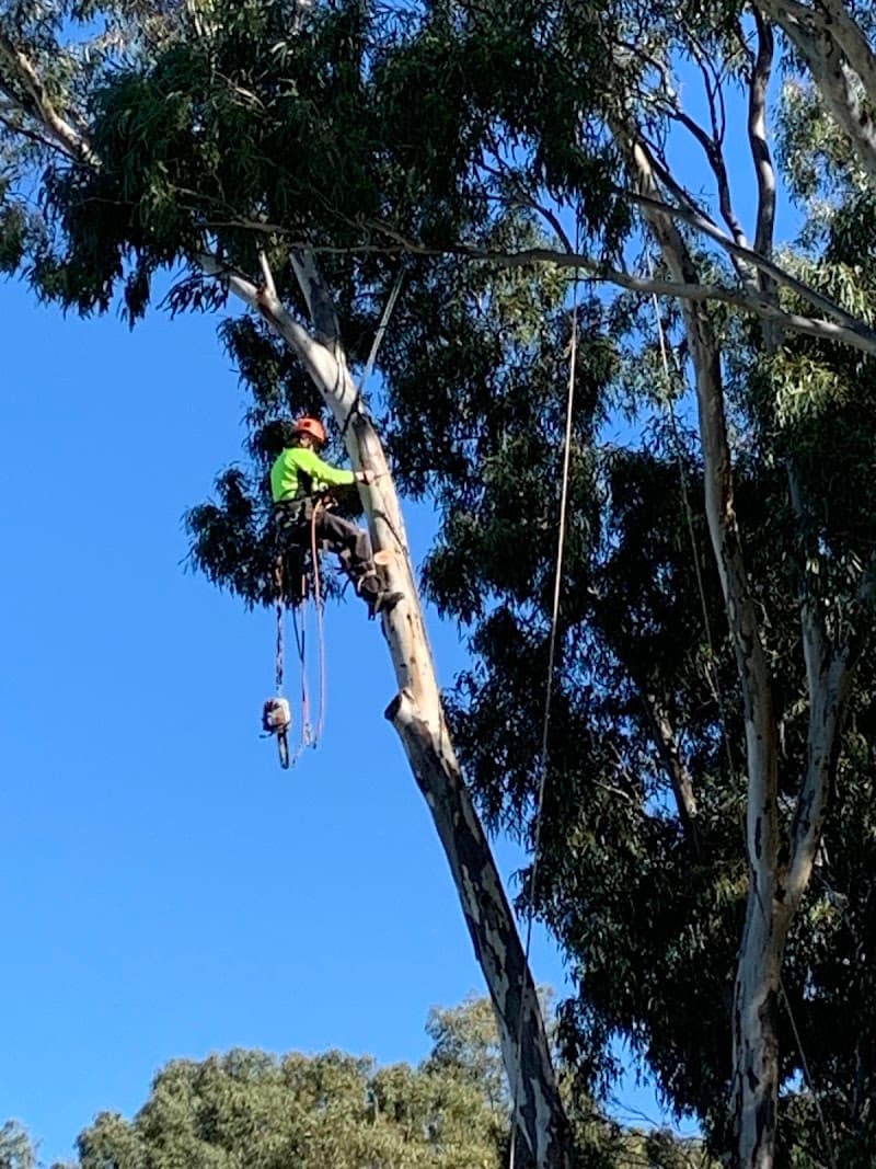 Northern Tree Services🌳🌴🌲 tree services work in Angle Vale