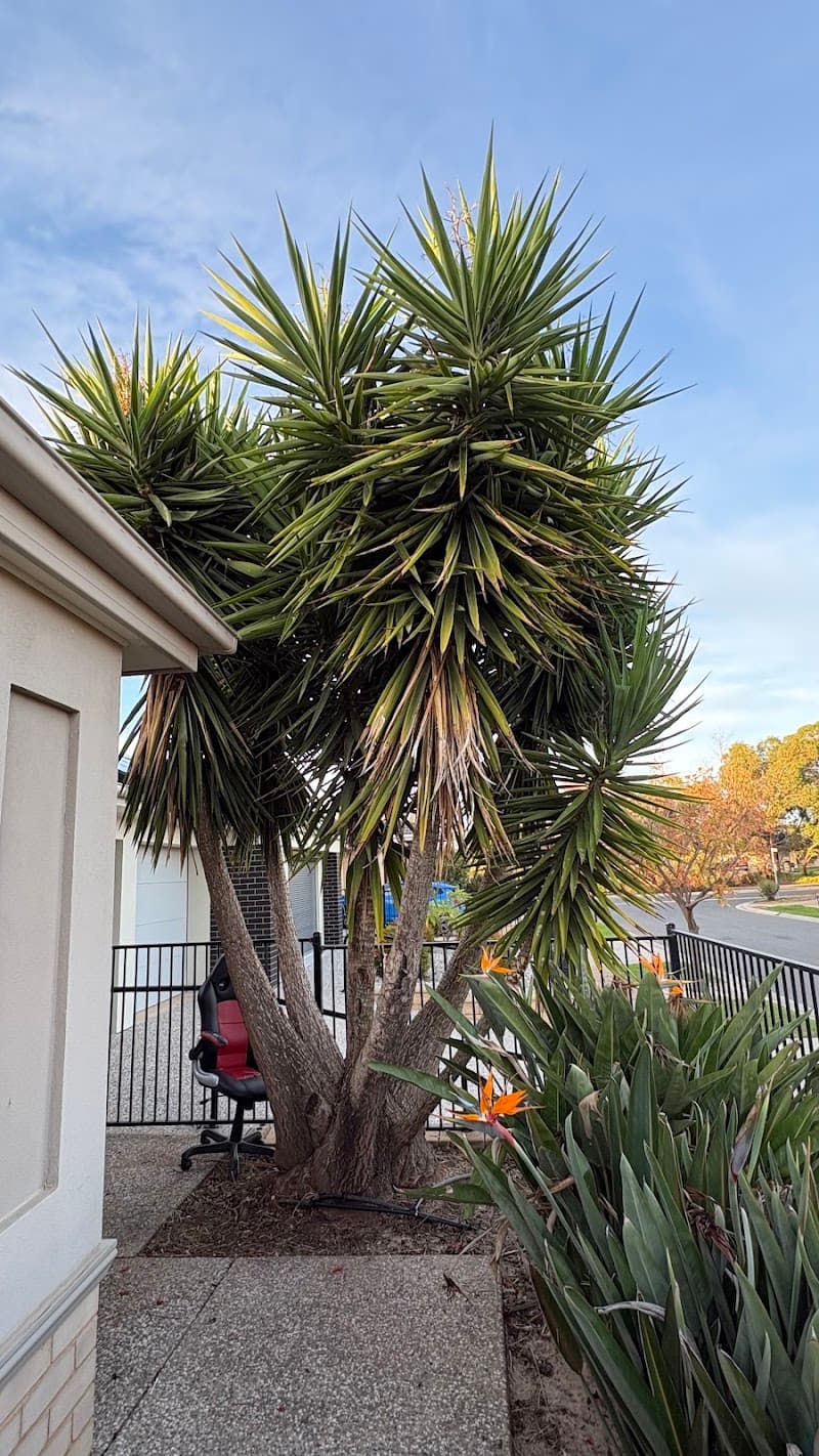 Northern Tree Services🌳🌴🌲 tree services work in Angle Vale