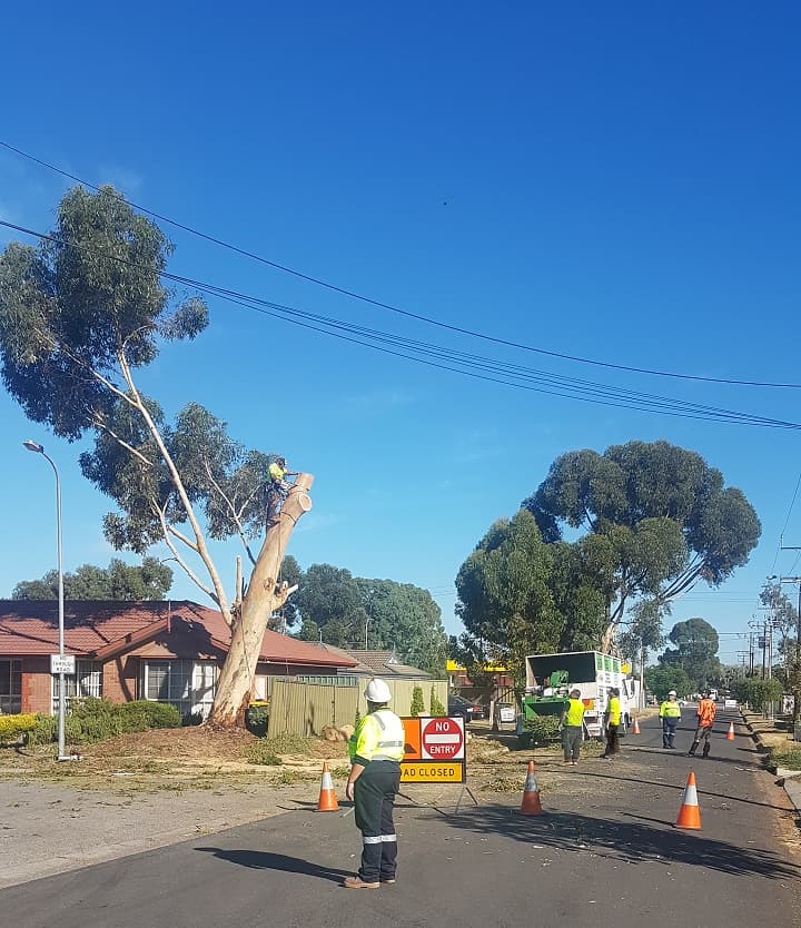 Northern Tree Services🌳🌴🌲 tree services work in Angle Vale
