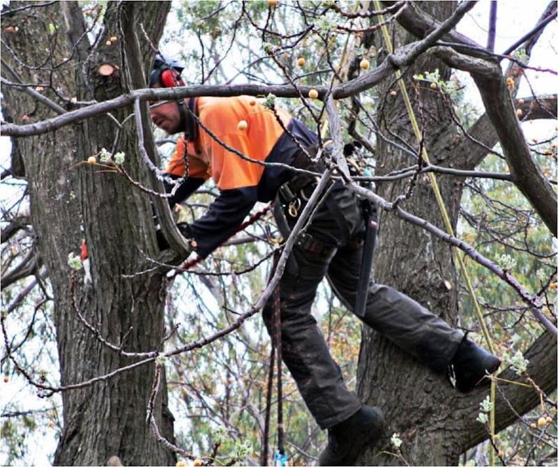 Northern Tree Services🌳🌴🌲 tree services work in Angle Vale