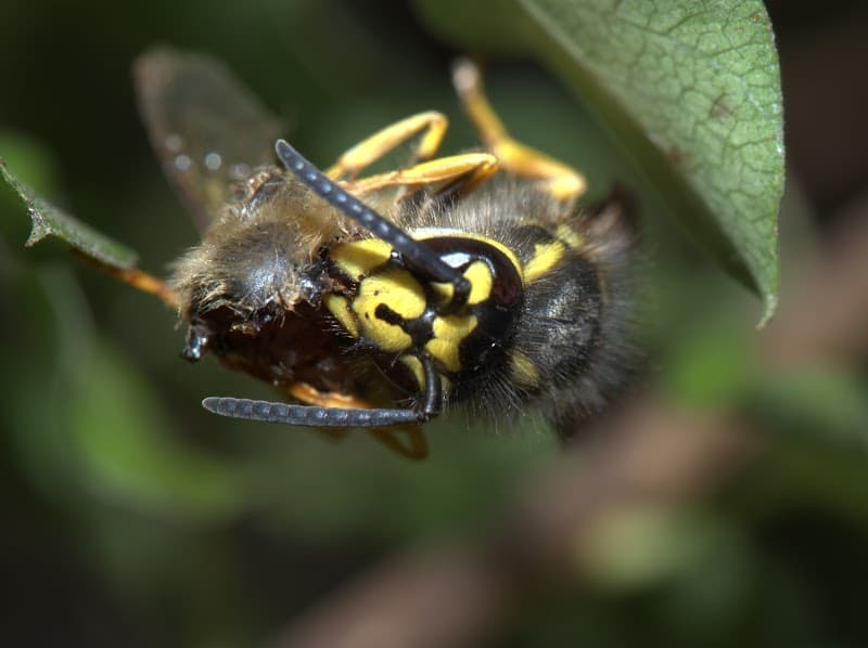 Northside pest management ACT pest control work in Ngunnawal
