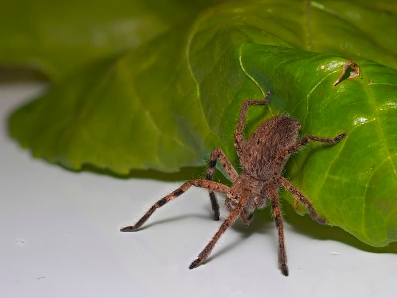 Northside pest management ACT pest control work in Ngunnawal