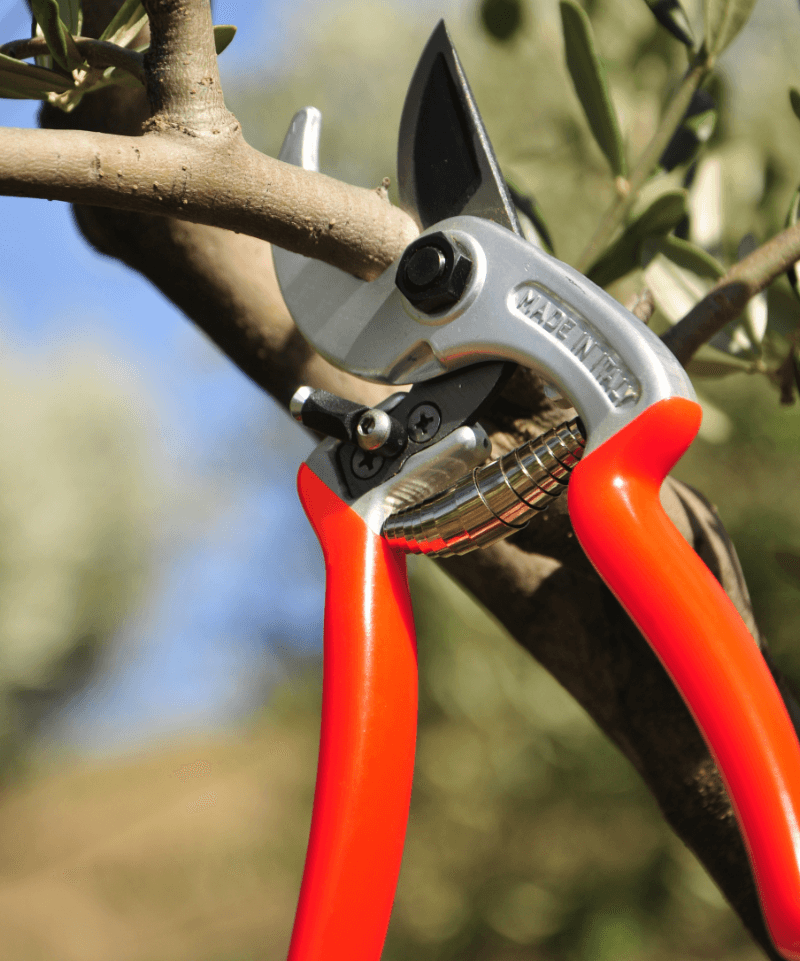 NQ Trees tree services work in Stratford