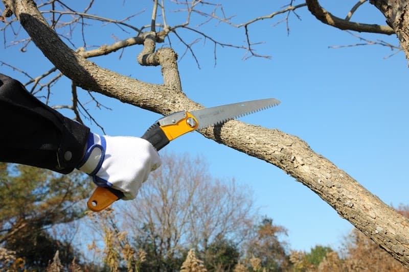 NQ Trees tree services work in Stratford