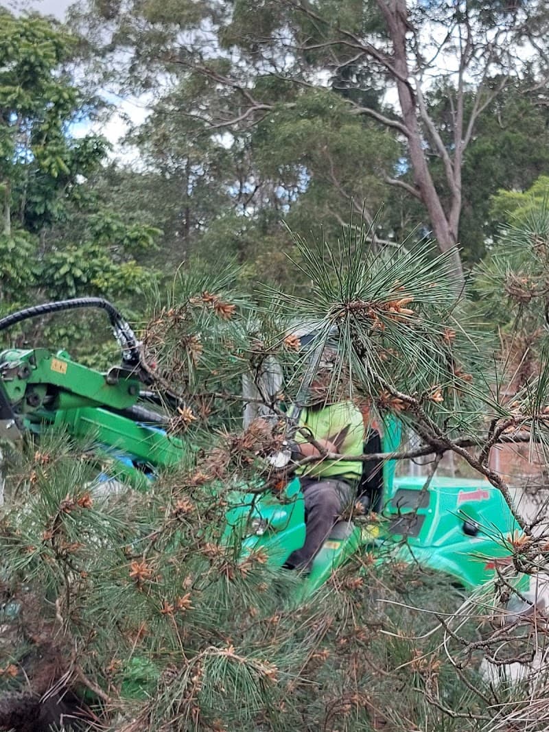 NSW Tree Management tree services work in Gordon