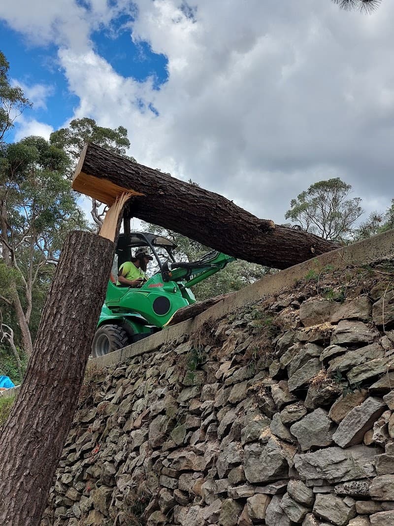 NSW Tree Management tree services work in Gordon