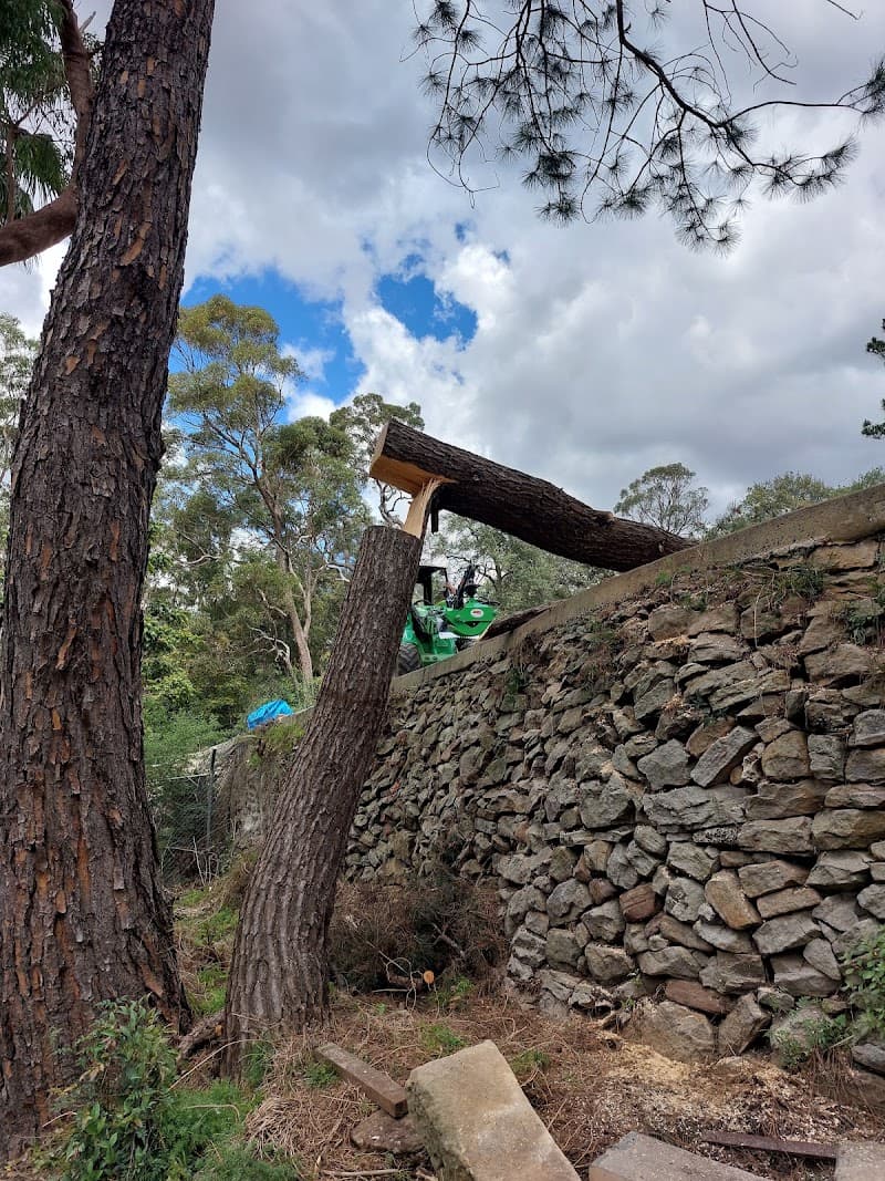 NSW Tree Management tree services work in Gordon