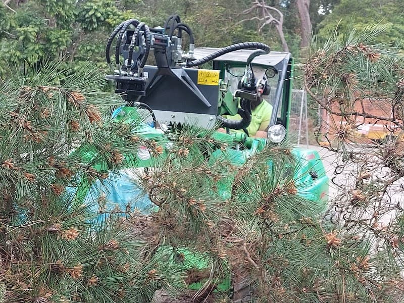NSW Tree Management tree services work in Gordon