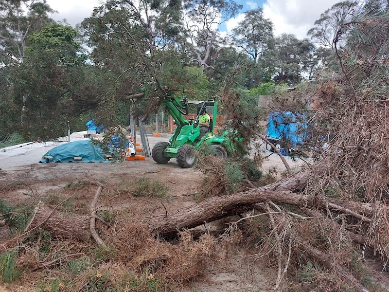 NSW Tree Management tree services work in Gordon