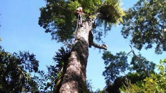 Nutbusters Tree Athlete's tree services work in Redlynch