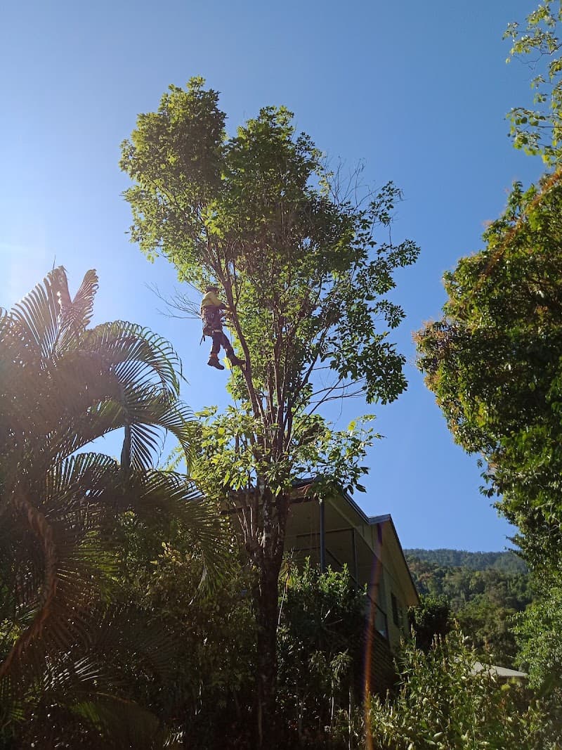 Nutbusters Tree Athlete's tree services work in Redlynch