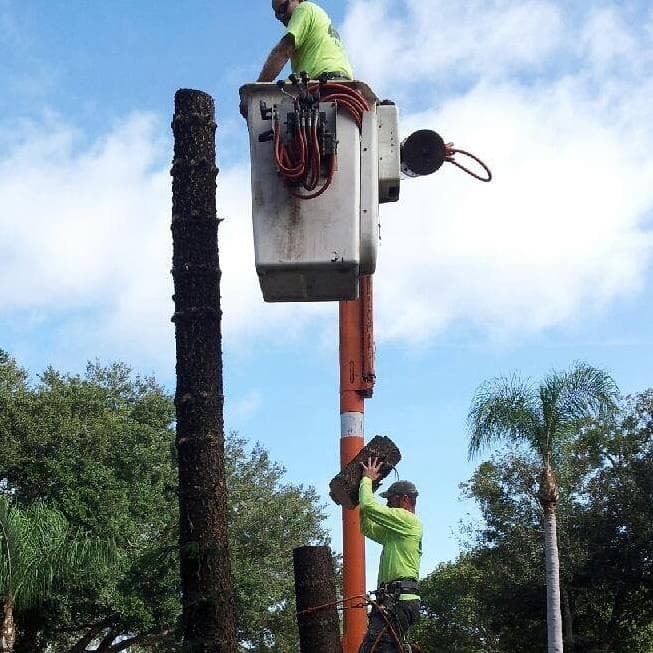 O'Briens Tree Services Canberra tree services work in Curtin