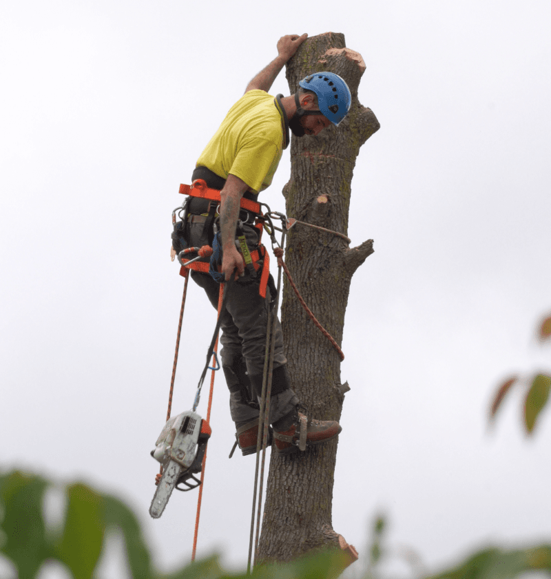 O'Briens Tree Services Canberra tree services work in Curtin