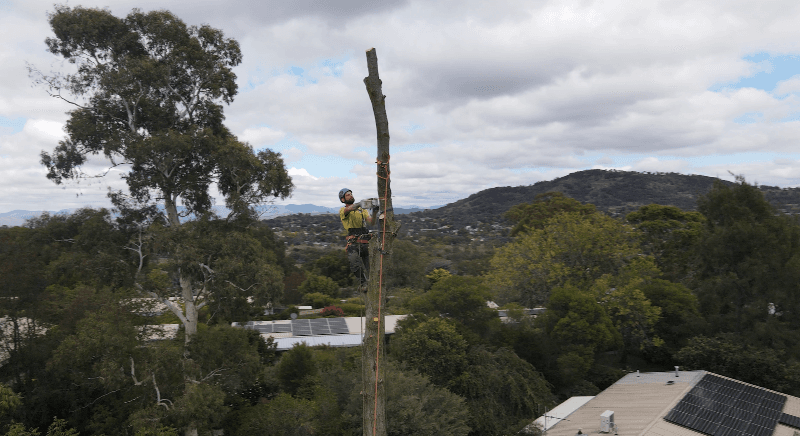 O'Briens Tree Services Canberra tree services work in Curtin