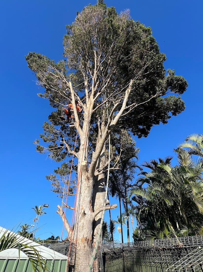 Olivers Tree Experts - Tree Removal Redlands tree services work in Thornlands