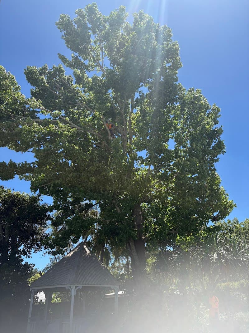 Olivers Tree Experts - Tree Removal Redlands tree services work in Thornlands