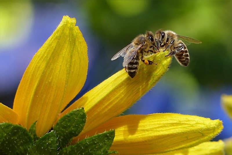 Organic Pest Control pest control work in Meadowbrook