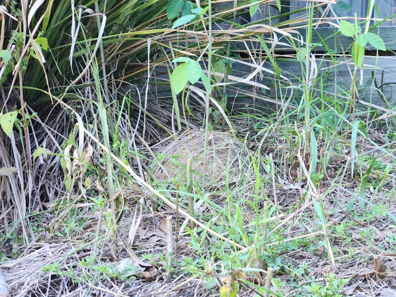 Organic Pest Control pest control work in Meadowbrook