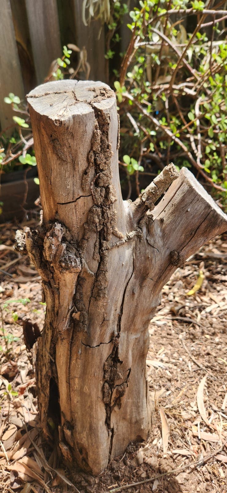 Osborne's Pest Services P/L pest control work in Wellington Point