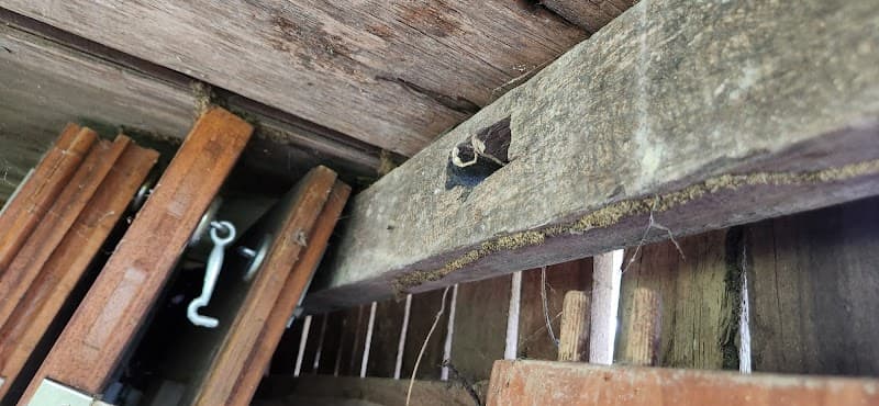 Osborne's Pest Services P/L pest control work in Wellington Point