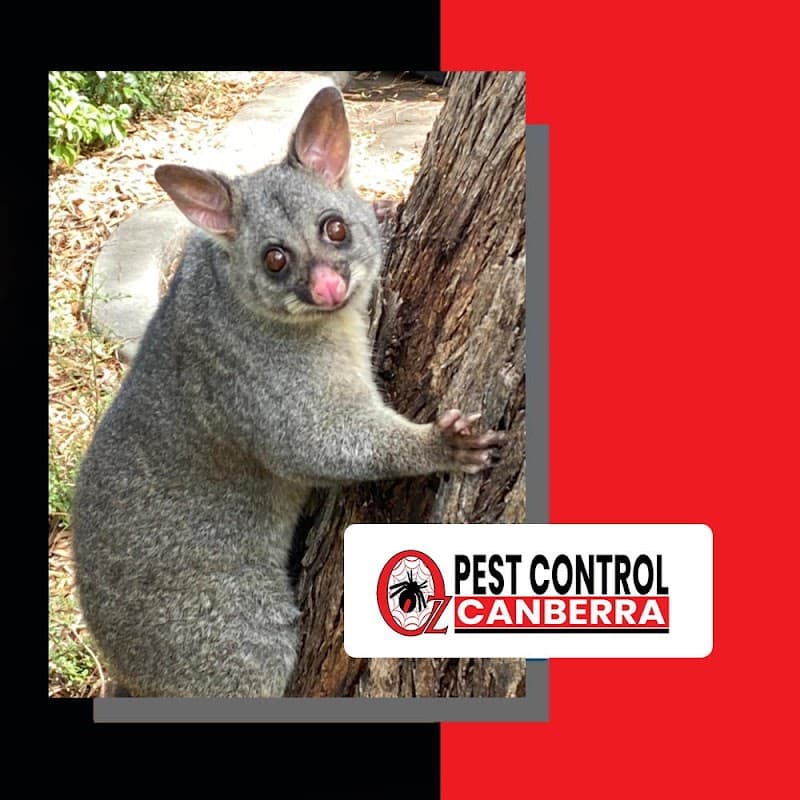 OZ PEST CONTROL CANBERRA pest control work in Theodore
