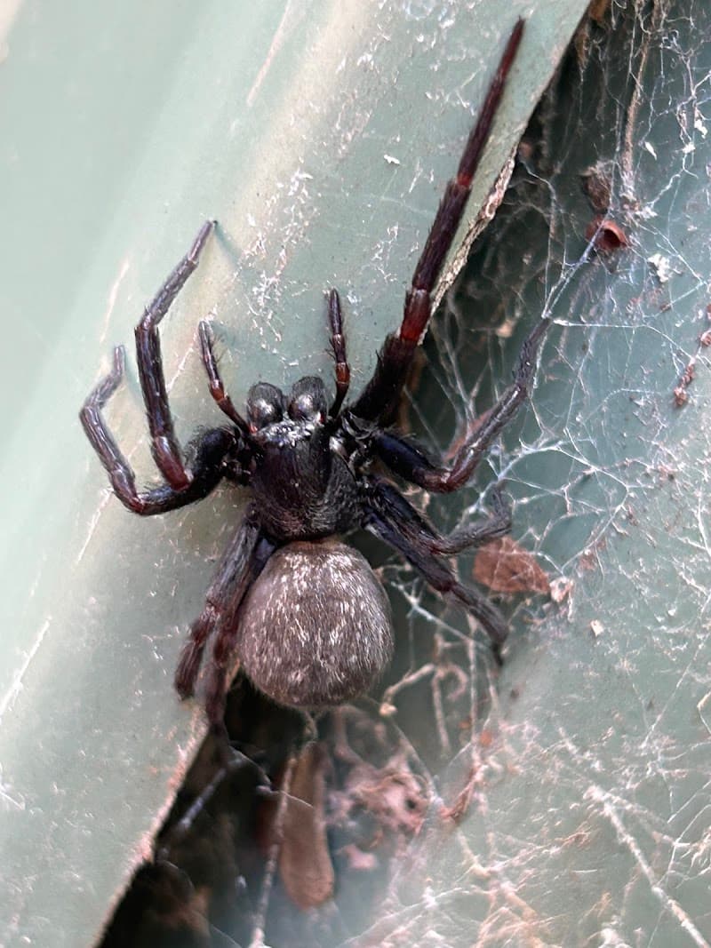 OZ PEST CONTROL CANBERRA pest control work in Theodore