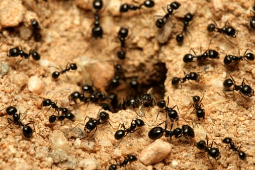 Ozzie Pest Control & Solar Clean pest control work in Flinders View