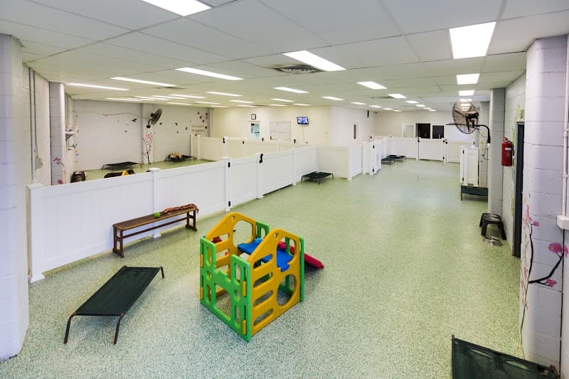 Paddington Pups dog grooming work in Milton