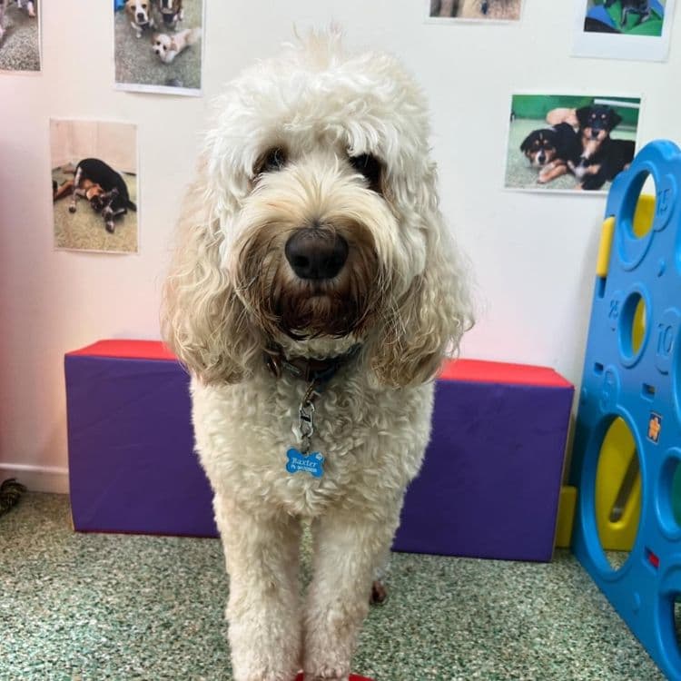 Paddington Pups dog grooming work in Milton