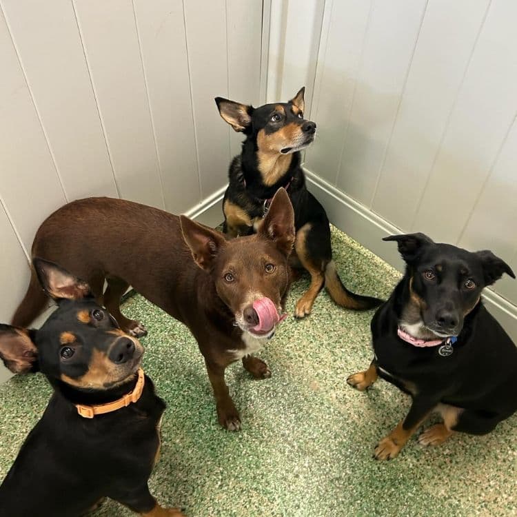 Paddington Pups dog grooming work in Milton
