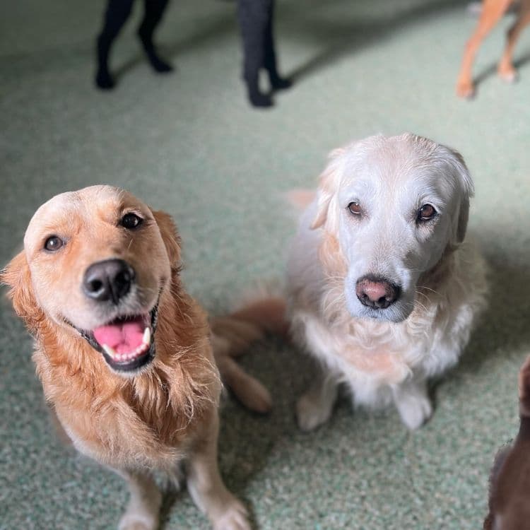 Paddington Pups dog grooming work in Milton