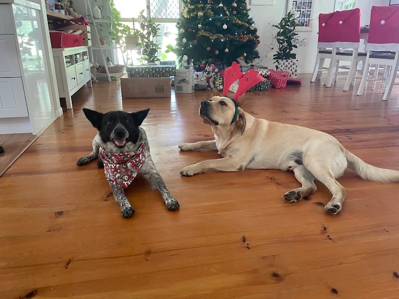 Paw Adventures pet sitting & house sitting work in Sinnamon Park