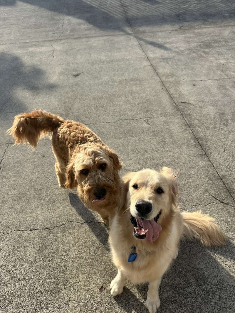 Paw Adventures pet sitting & house sitting work in Sinnamon Park