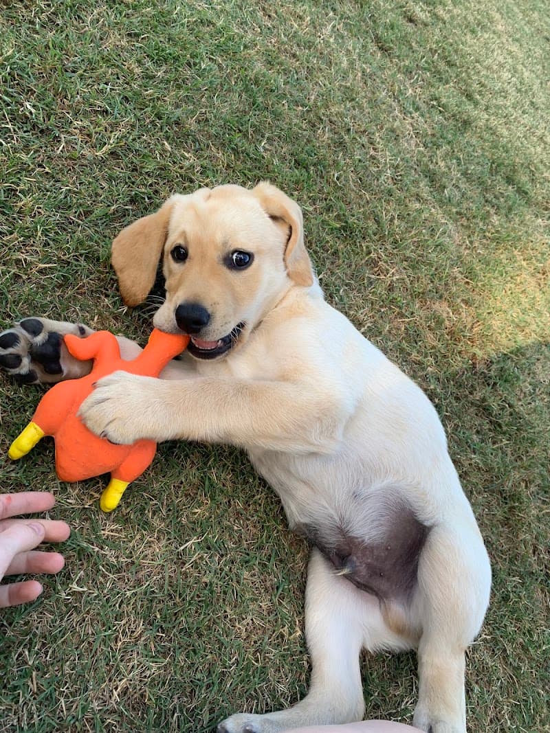Paw Adventures pet sitting & house sitting work in Sinnamon Park