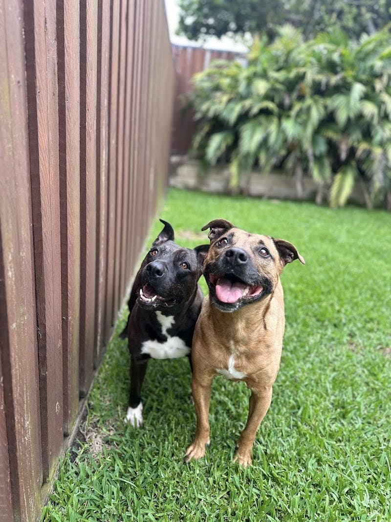 Paw Adventures pet sitting & house sitting work in Sinnamon Park