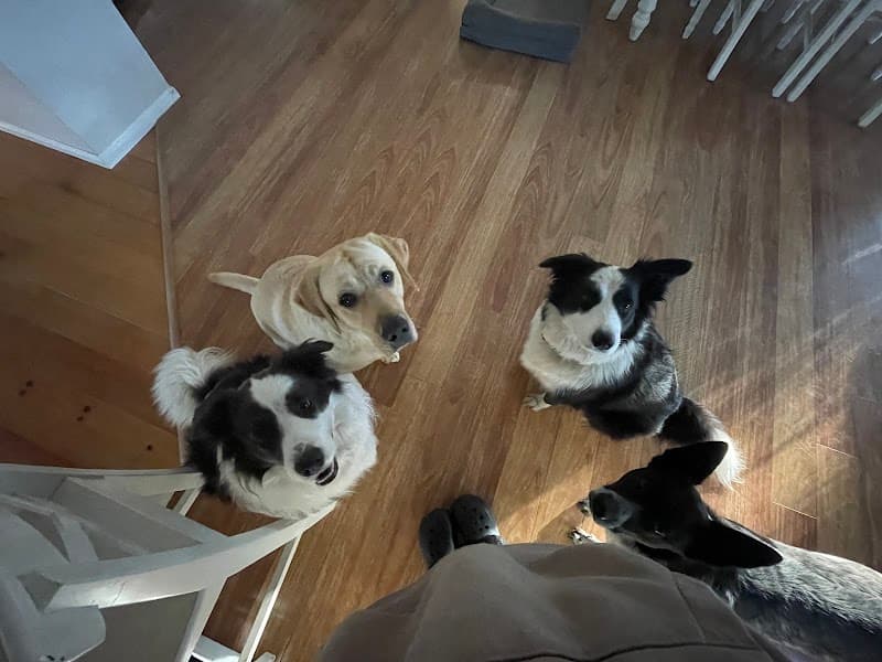 Paw Adventures pet sitting & house sitting work in Sinnamon Park