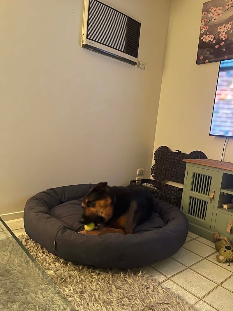 Paw Adventures pet sitting & house sitting work in Sinnamon Park
