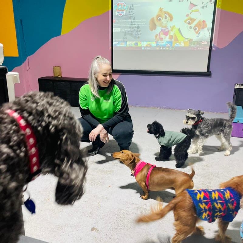 Paws & Relax dog grooming work in Hamilton
