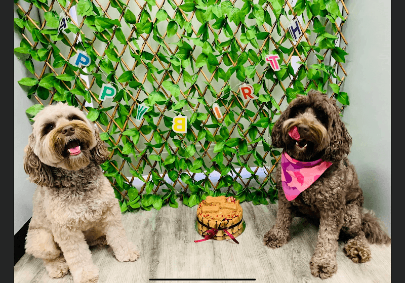 Paws & Relax dog grooming work in Hamilton