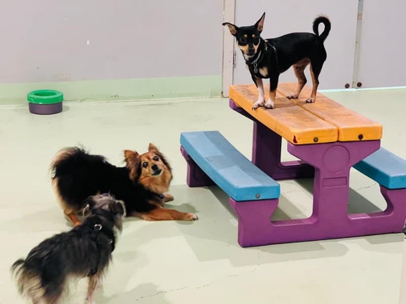 Paws & Relax dog grooming work in Hamilton