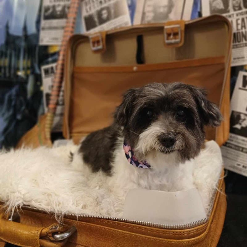 Paws & Relax dog grooming work in Hamilton