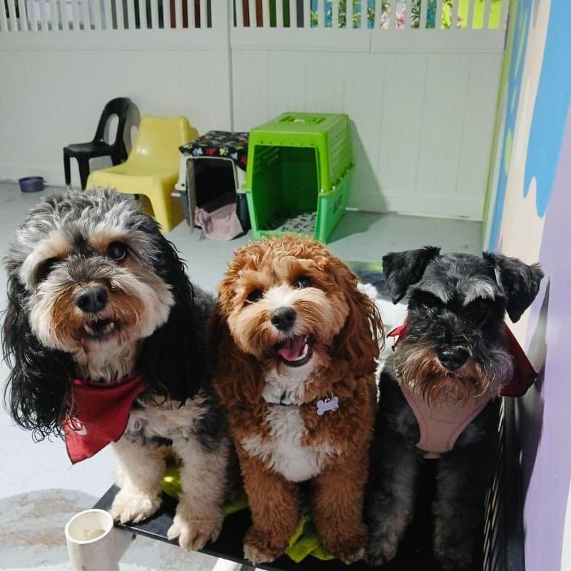 Paws & Relax dog grooming work in Hamilton