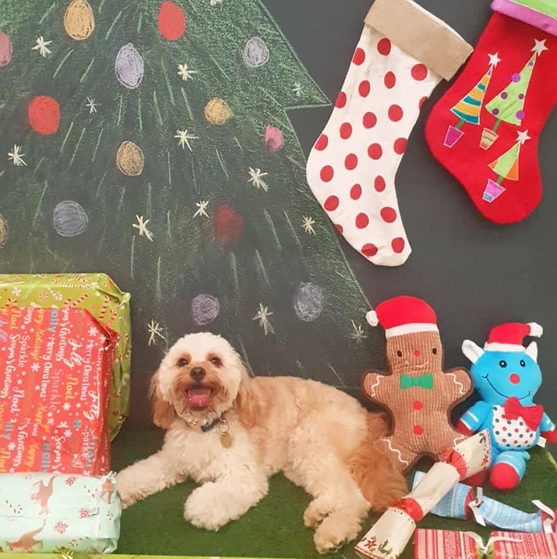 Paws & Relax dog grooming work in Hamilton