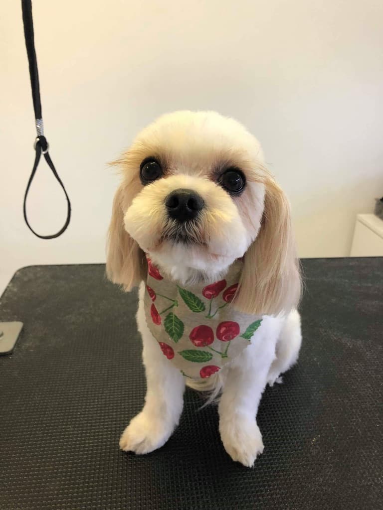 Paws On Oxford dog grooming work in Bulimba