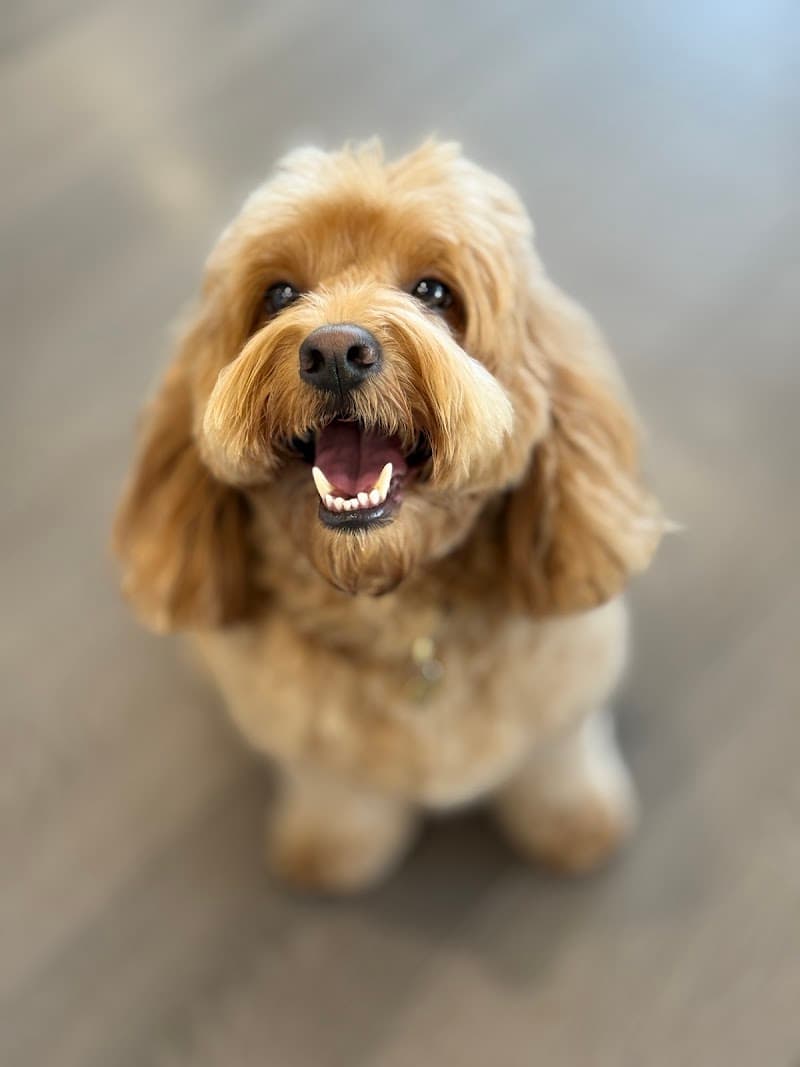 Paws On Oxford dog grooming work in Bulimba