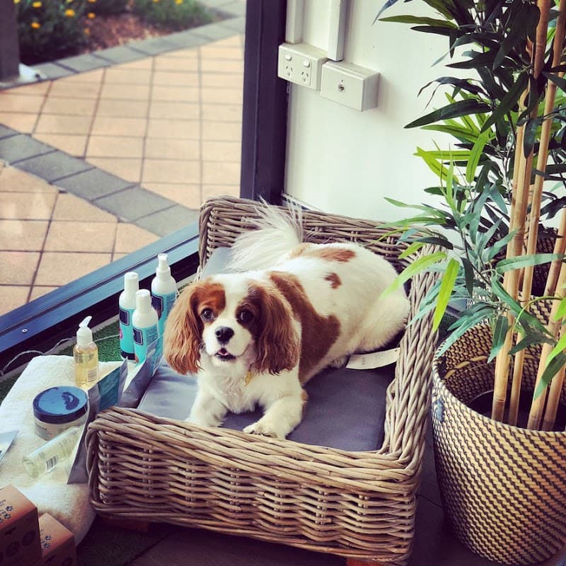 Paws On Oxford dog grooming work in Bulimba