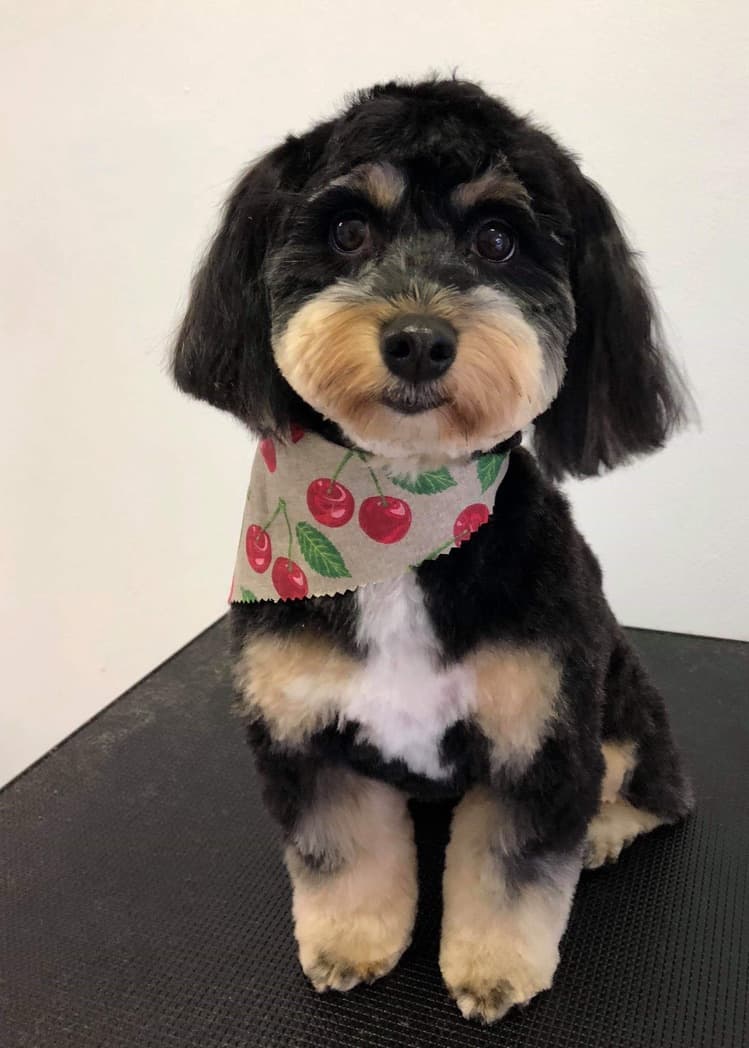 Paws On Oxford dog grooming work in Bulimba