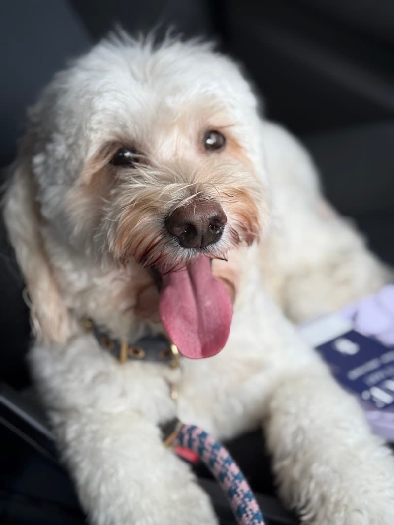 Paws On Oxford dog grooming work in Bulimba