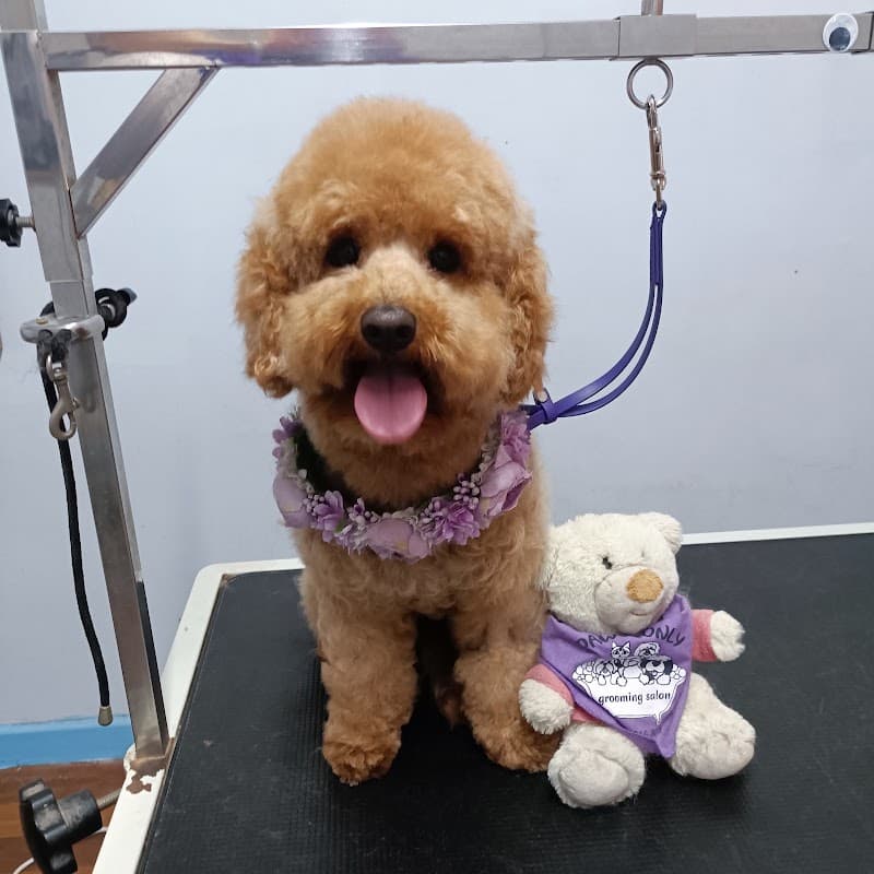 Paws Only Grooming Salon Spa & Boutique dog grooming work in Stones Corner
