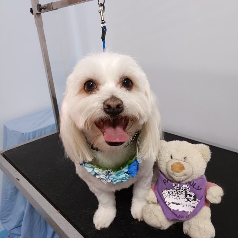 Paws Only Grooming Salon Spa & Boutique dog grooming work in Stones Corner